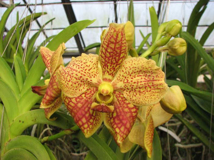 Ascocenda Laurel Paul x Vanda Pranermprai.jpg