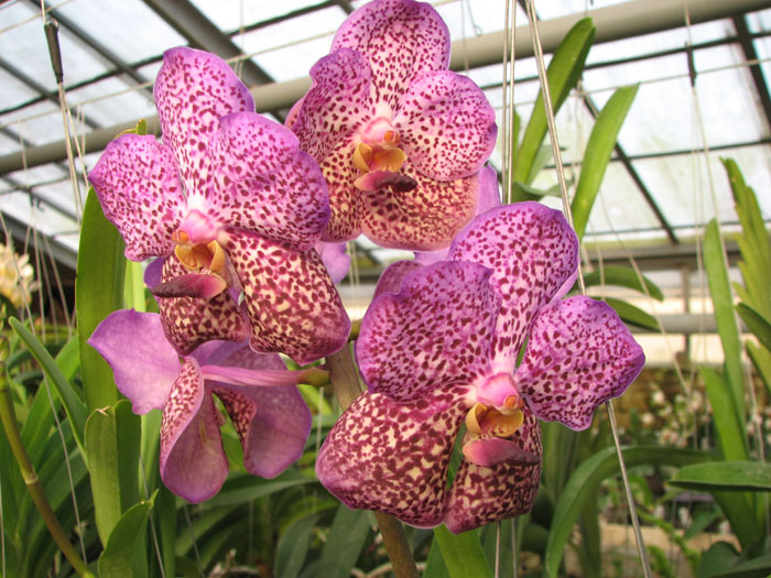 Ascocenda Kulwadee Fragrance 'Blue Spot'.JPG