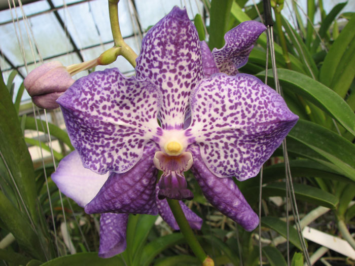 Vanda Thanadee x Srakaew.JPG