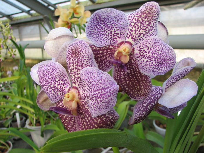 Vanda Kultana gold x Vanda Pat's Delight.jpg