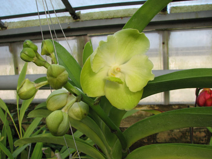 Ascocenda Somsri Gold.jpg