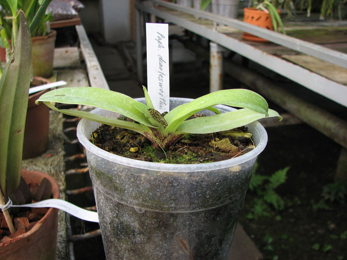 Paphiopedilum charlesworthii.jpg