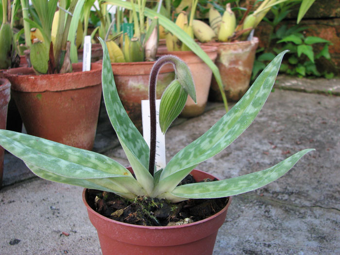 Paphiopedilum sukhakulii.jpg