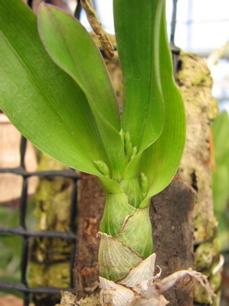 Dendrobium peguanum.jpg