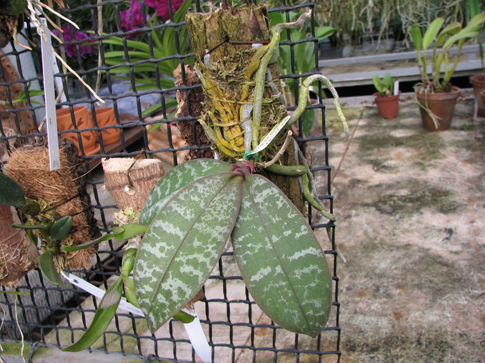 Phalaenopsis schilleriana.jpg