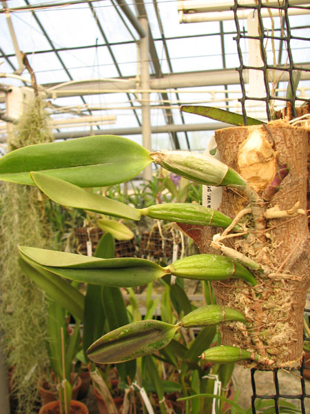 Cattleya walkeriana var princeps.jpg