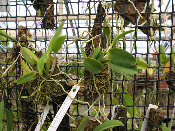 Laelia pumila 'Black Diamond x 'Kam' x Laelia pumila 'Gerson'.jpg