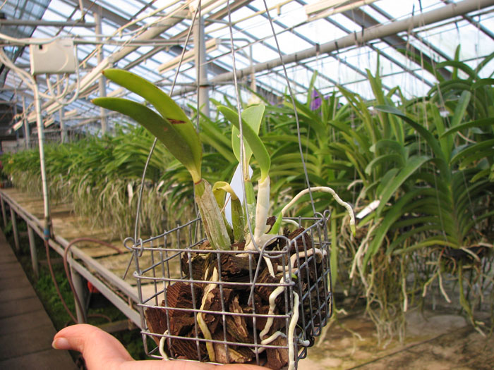 Laelia pumila var purpurea.jpg