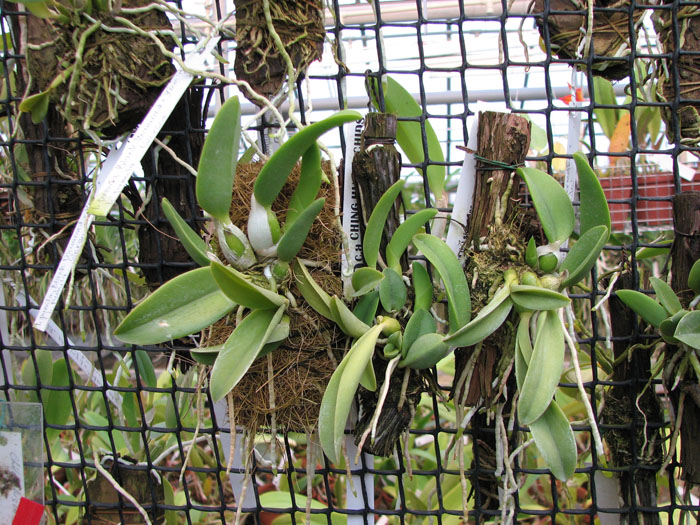 Laelia sincorana var coerulea.jpg
