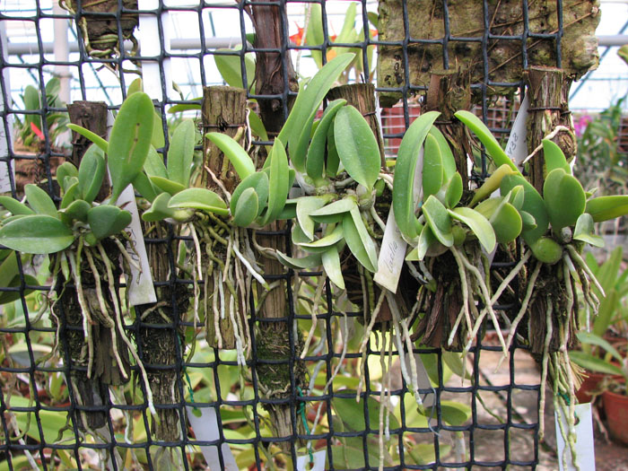 Laelia sincorana.jpg