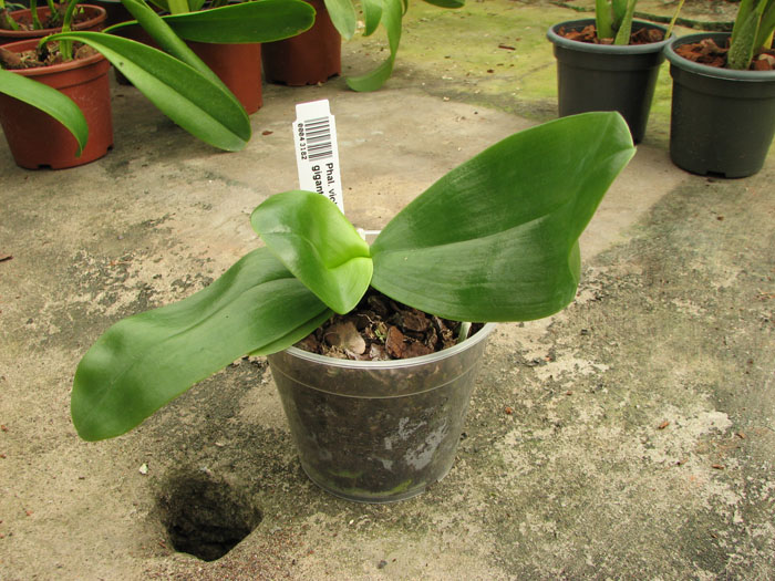 Phalaenopsis violacea 'Blue Malaysia' x gigantea.jpg