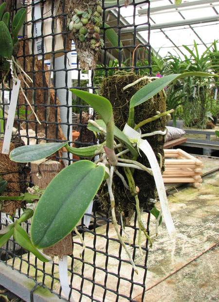 Cattleya walkeriana alba x coerulea.jpg