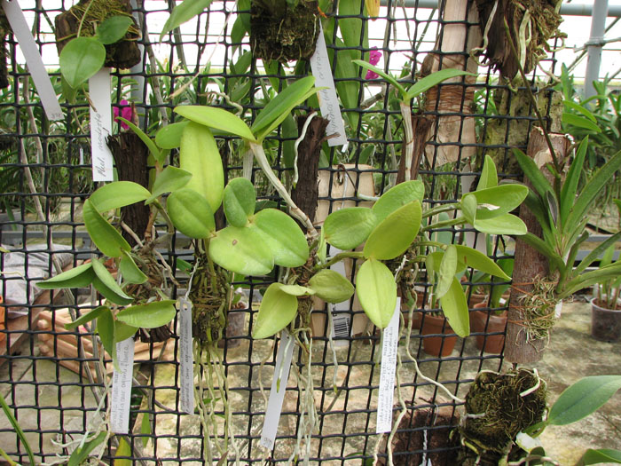 Cattleya intermedia orlata marginata coerulea 'AWZ' x Cattleya intermedia coerulea aquini flamea 'AWZ'.jpg