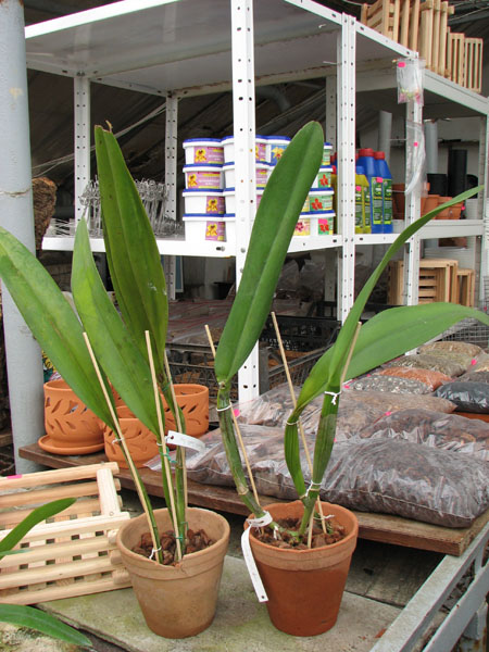 Brassolaeliocattleya Goldenzelle 'Saddle Peak'.jpg