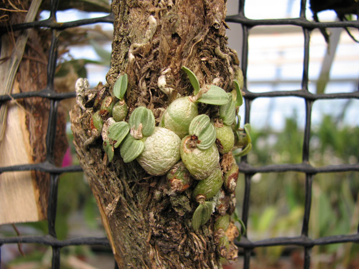 Constantia cipoensis.jpg