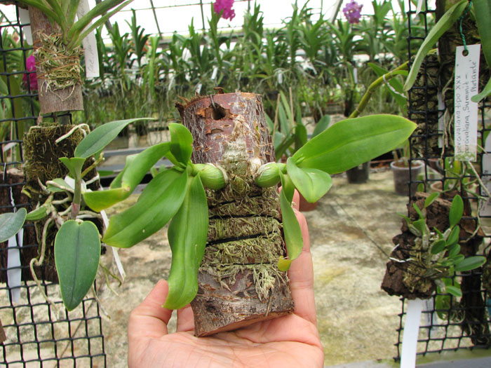 Dendrobium peguanum.jpg