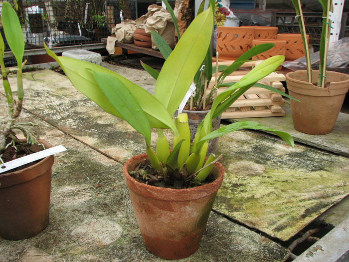 Trichopillia Senne Star.jpg