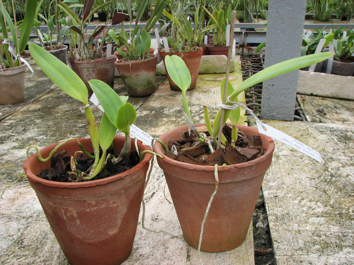 Cattleya mossiae alba 'Irene' x Cattleya mossiae alba 'Orosco'.jpg