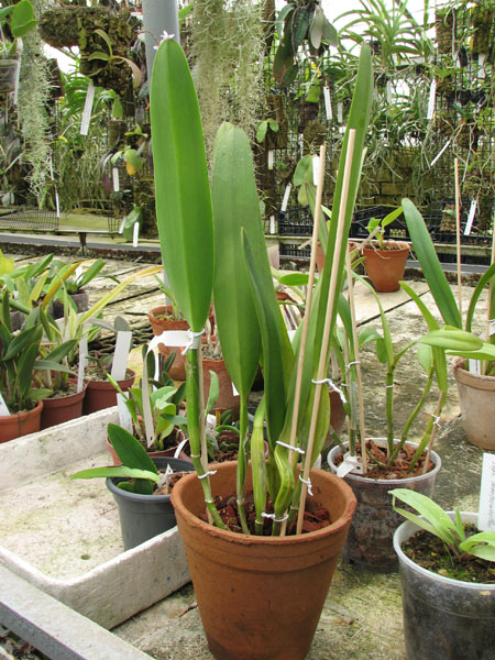 Laelia pulcherrima coerulea.jpg