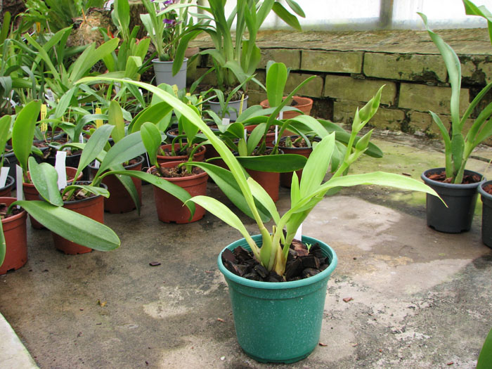 Zygopetalum Rhein Harlequin 'Cappuccino'.jpg