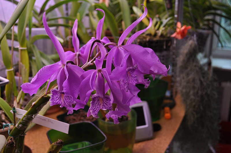 Cattleya maxima.JPG