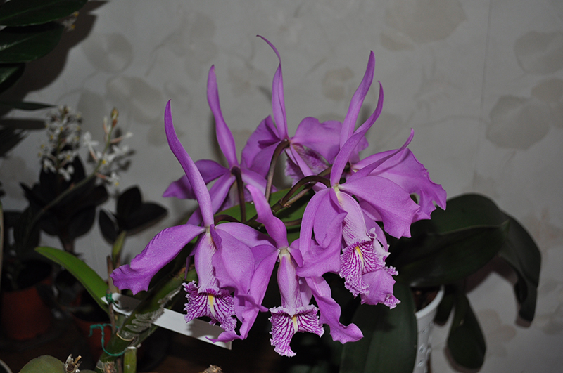 Cattleya maxima.JPG