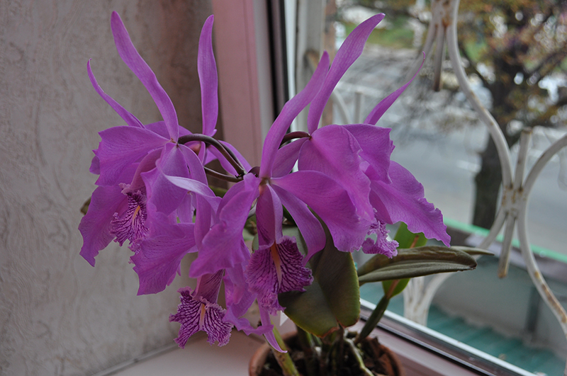 Cattleya maxima.JPG