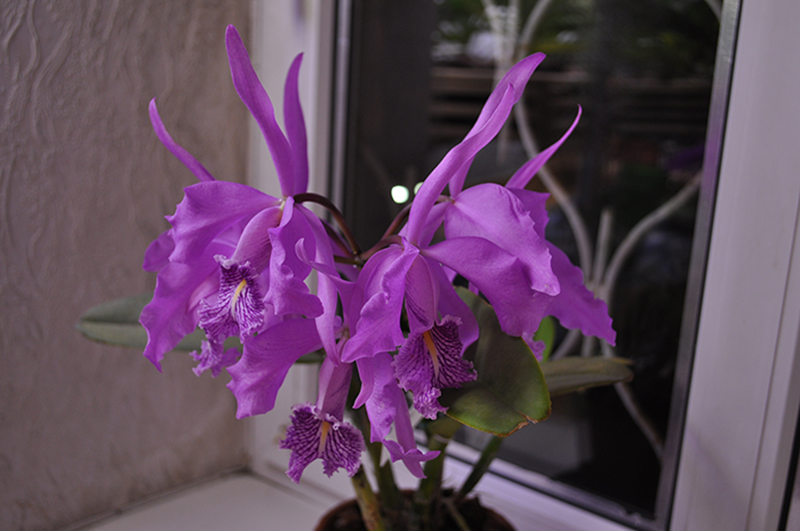 Cattleya maxima.JPG