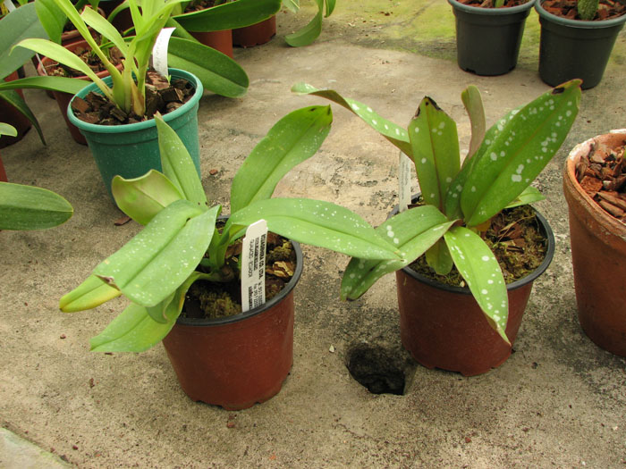 Maxillaria reichenheimiana.jpg