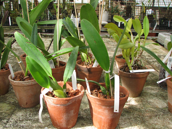 Cattleya schroederae.jpg