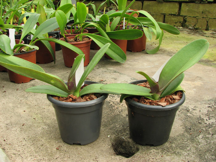 Doritaenopsis Lius Sakura.jpg