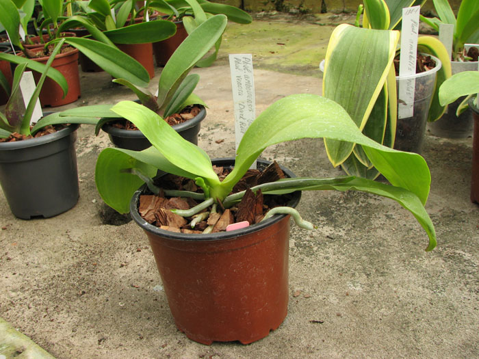 Phalaenopsis amboinensis 'Yung Ho' x Phalaenopsis venosa 'Dark Red'.jpg