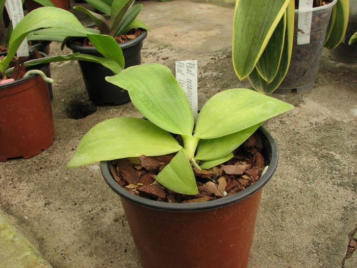 Phalaenopsis corningiana x Phalaenopsis Coral Isles.jpg