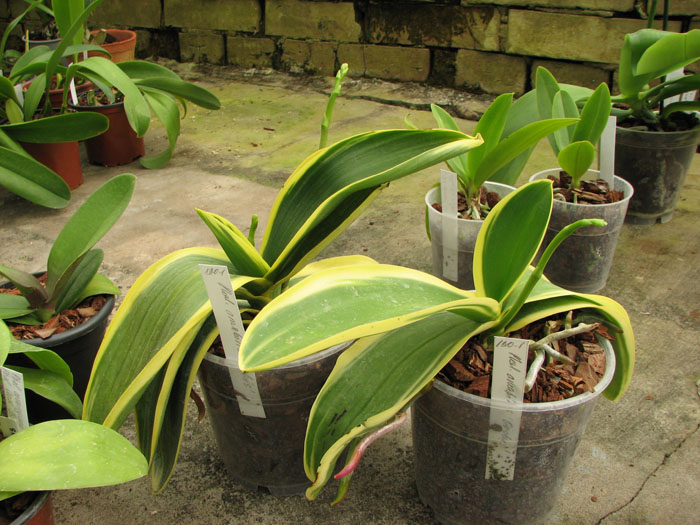 Phalaenopsis Amabilis 'ORCHIS'.jpg