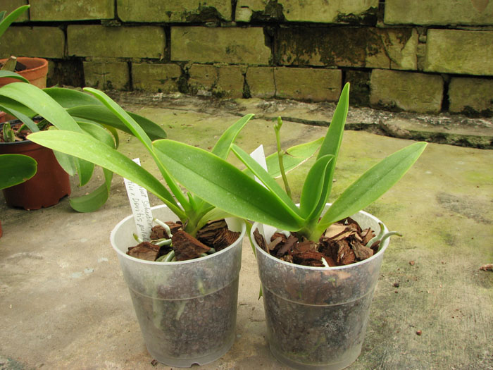 Doritaenopsis Kenneth Schubert x Doritaenopsis Purple Martin x Doritis pulcherrima 'Blue'.jpg
