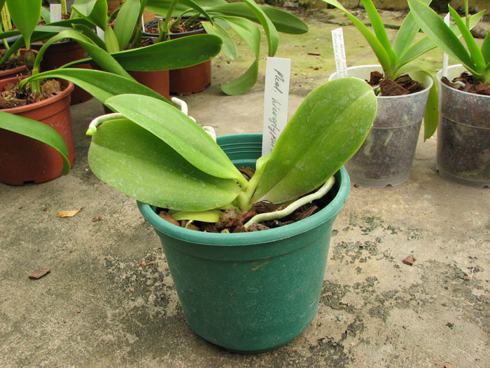 Phalaenopsis hieroglyphica.jpg