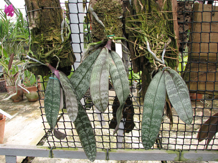 Phalaenopsis schilleriana.jpg