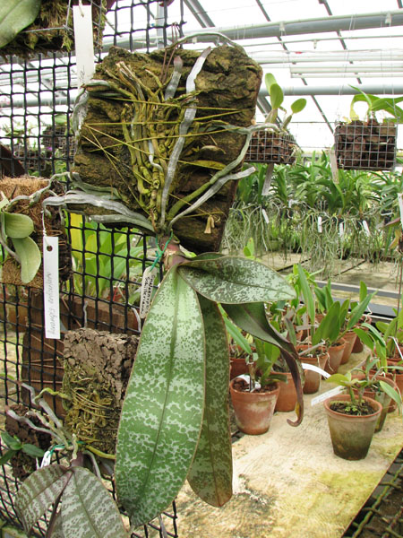 Phalaenopsis schilleriana.jpg