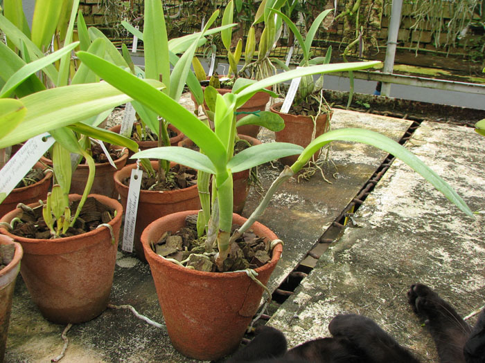 Cattleya bowringiana semi alba suave 'Tower Grove' x Cattleya labiata alba 'Nuvem Branca'.jpg