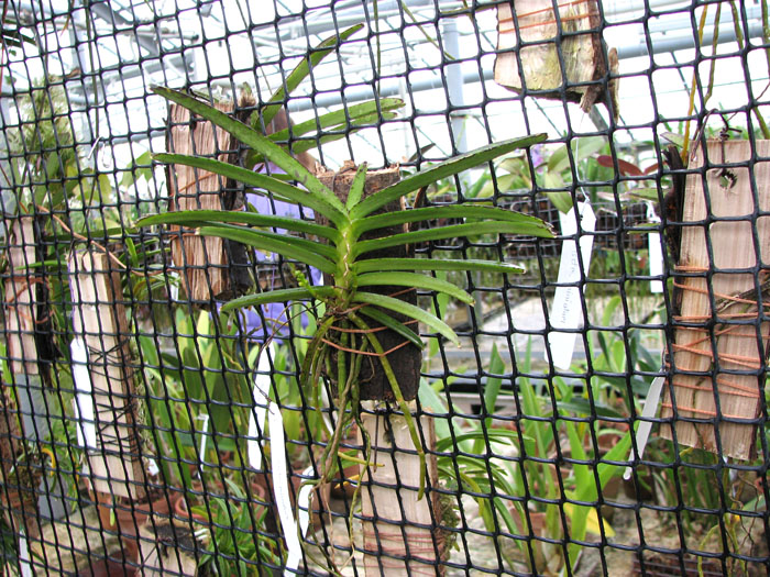 Ascocentrum miniatum.jpg