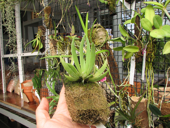 Ornithocephalus gladiatus.jpg