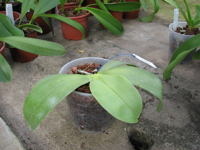 Phalaenopsis violacea.jpg