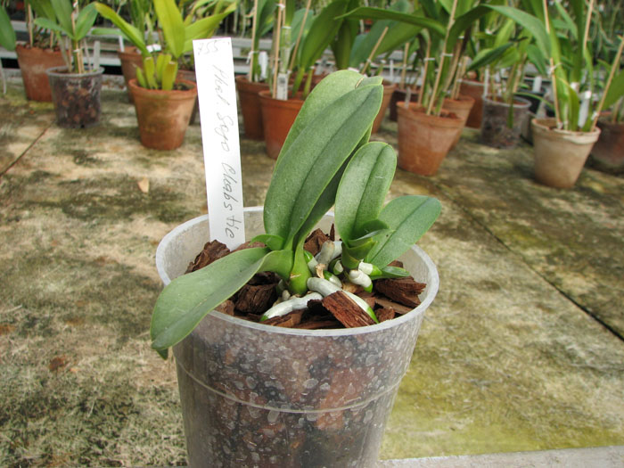 Doritaenopsis Sogo Chabstic.jpg