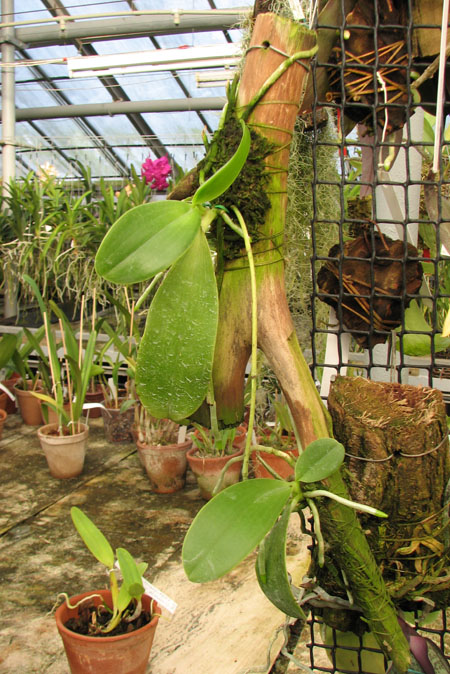 Phalaenopsis lueddemanniana var deltonii.jpg