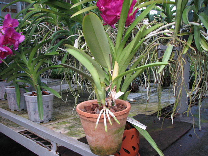 Cattleya maxima.jpg