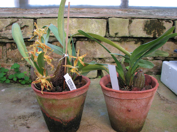 Odontoglossum praestans.jpg