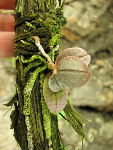 Aerangis punctata.jpg