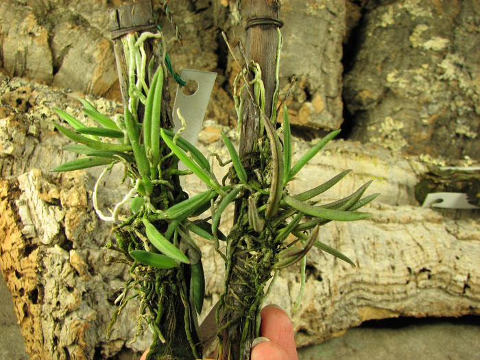 Leptotes unicolor.jpg