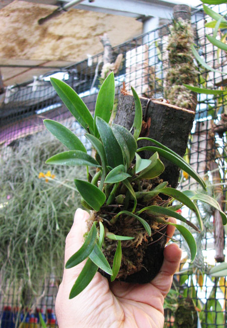 Sophronitis grandiflora.jpg