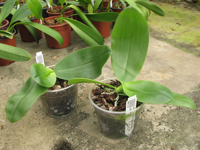 Phal violacea 'Blue Malaysia' x gigantea.jpg